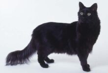 Black Turkish Angora cat