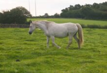 Connemara Pony