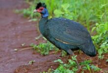 Crested Guineafowl