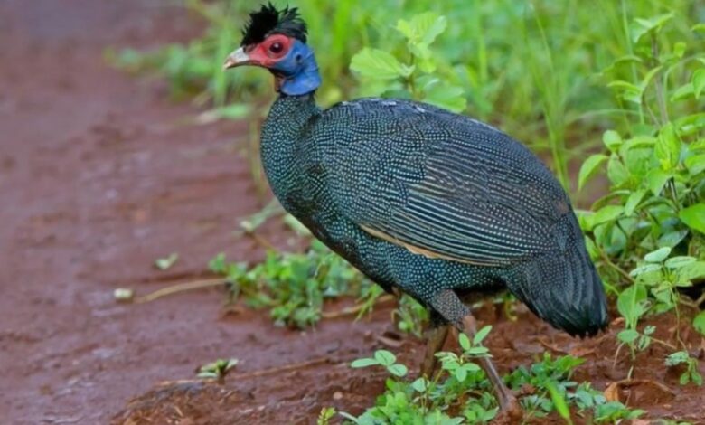 Crested Guineafowl