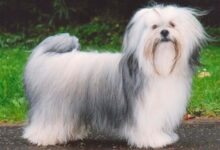 Lhasa Apso