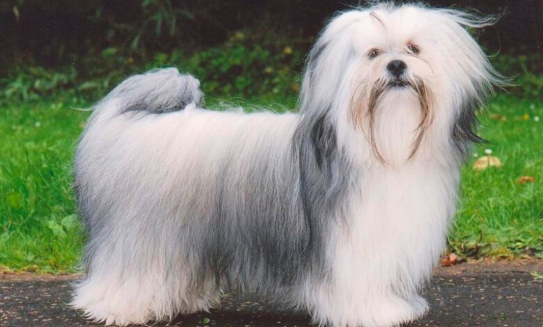Lhasa Apso