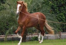 Peruvian Paso