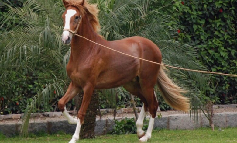 Peruvian Paso