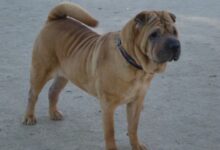 Shar Pei Dog