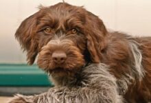 Wirehaired Pointing Griffon