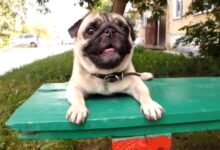 dog pug dogs