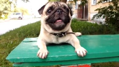 dog pug dogs
